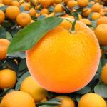 Read more about the article Appelsiiniliköörit vertailussa